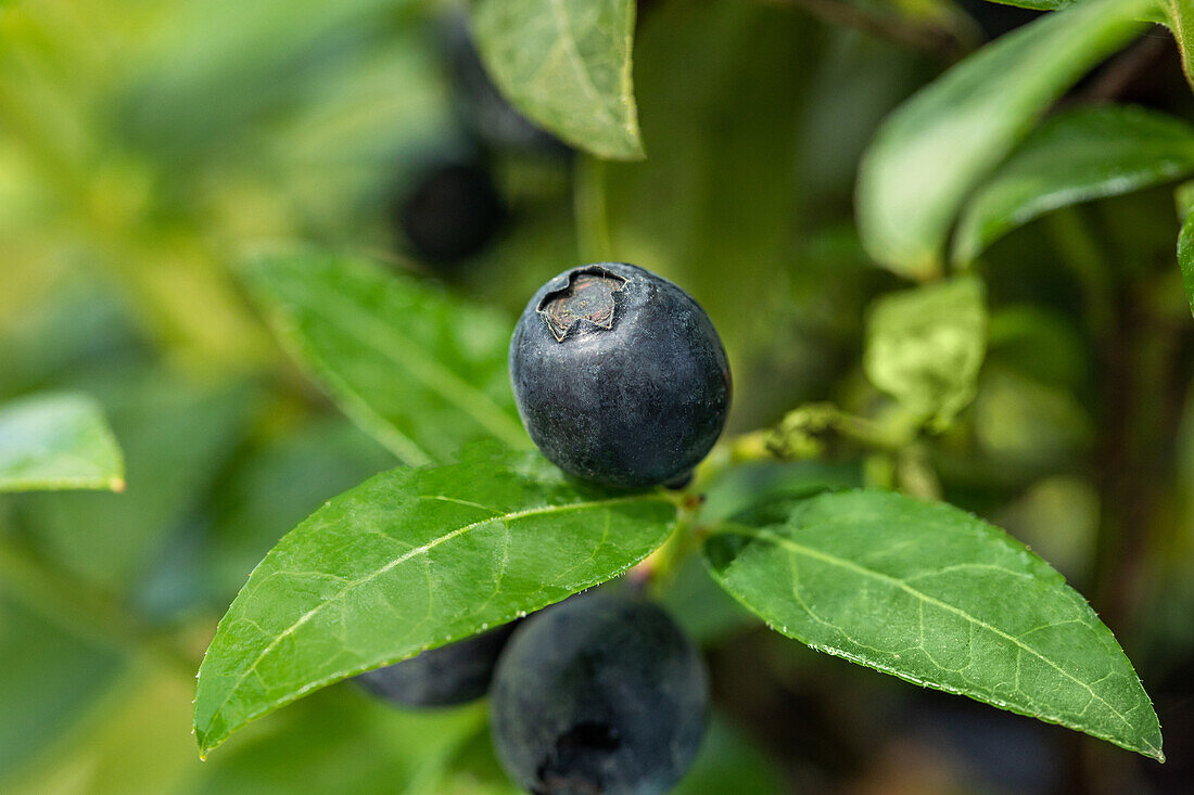 Vaccinium angustifolium 'BerryBux®'