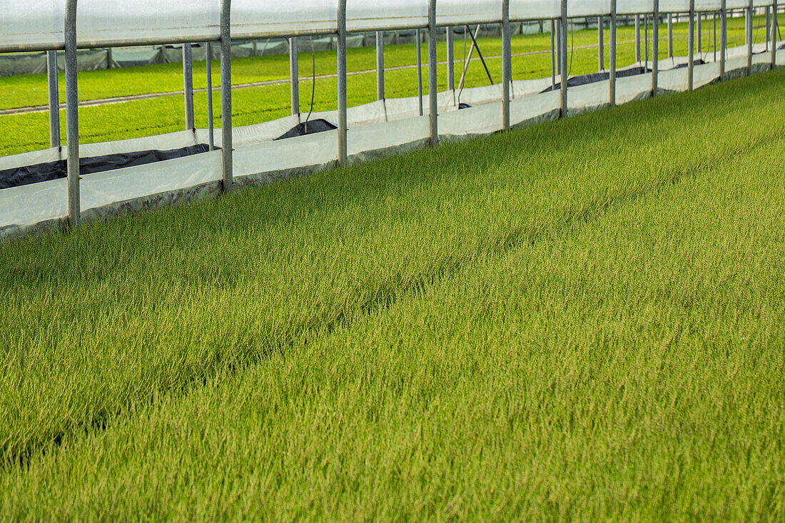 Heather culture in the greenhouse