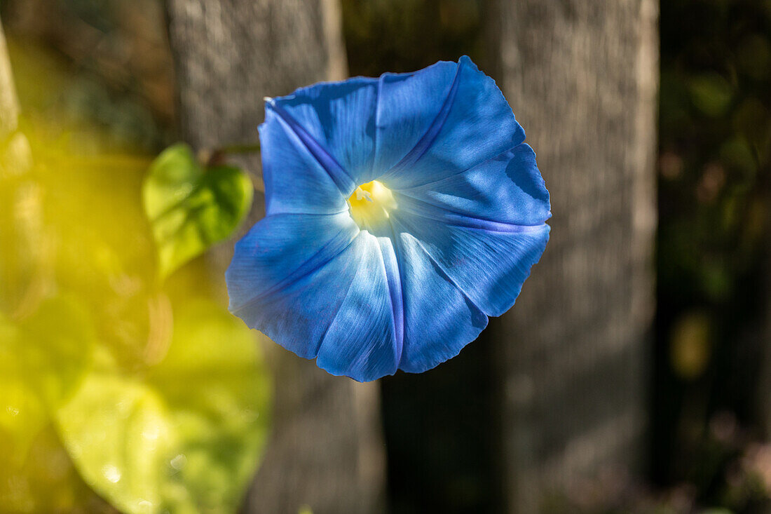 Ipomoea tricolor, blue