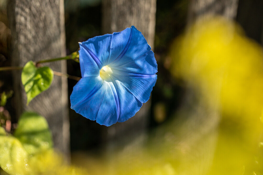 Ipomoea tricolor, blau