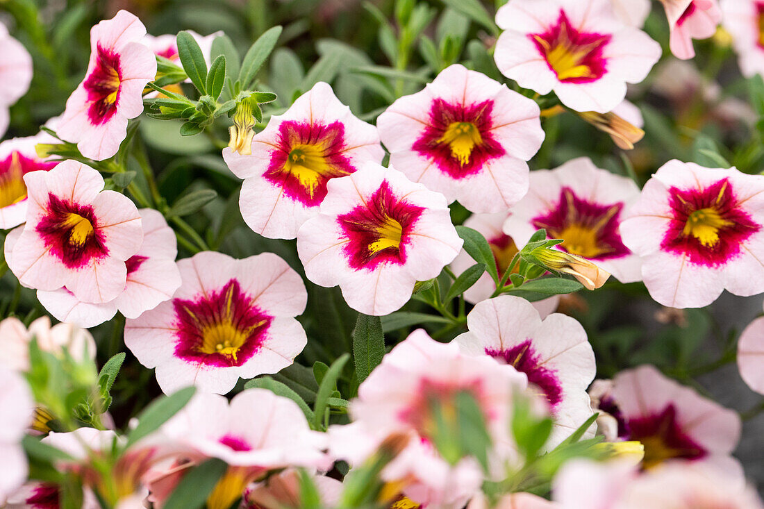 Calibrachoa MiniFamous® Uno 'Pink Purple Splash'