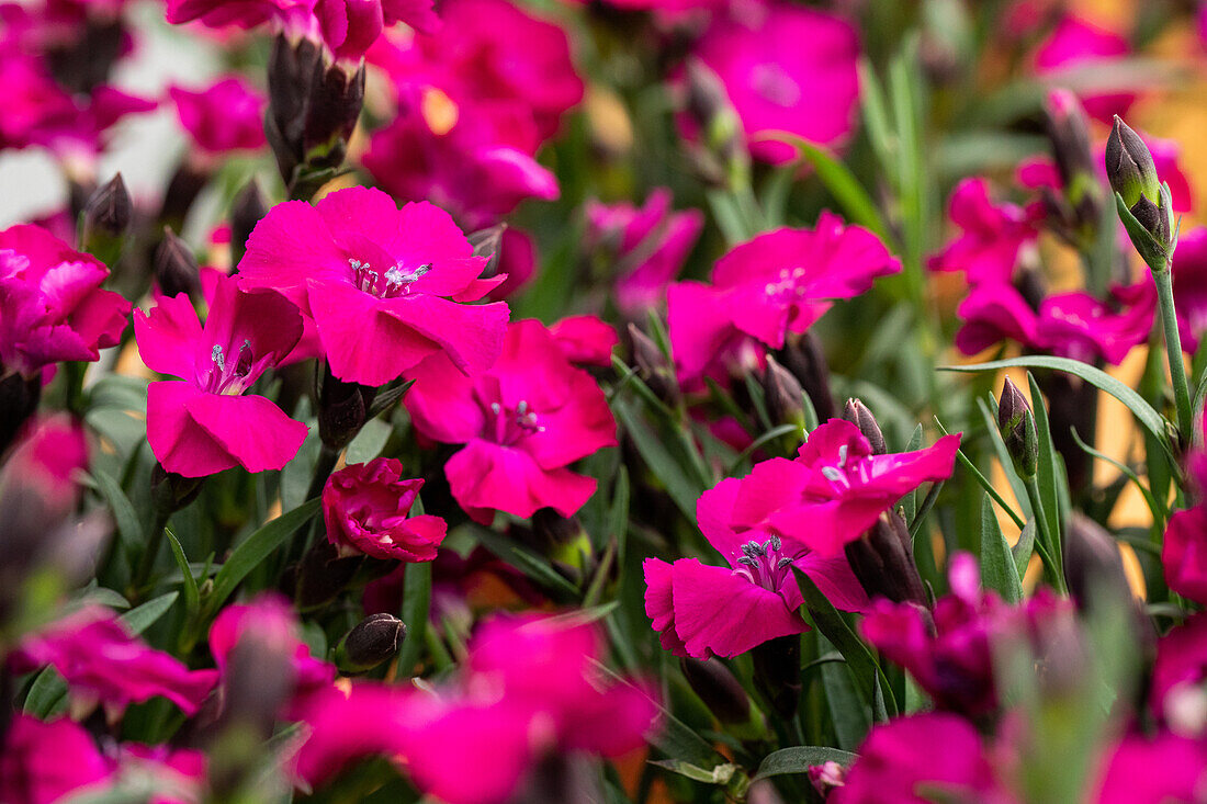 Dianthus cultivars Sel® ''DCP dark purple 199''