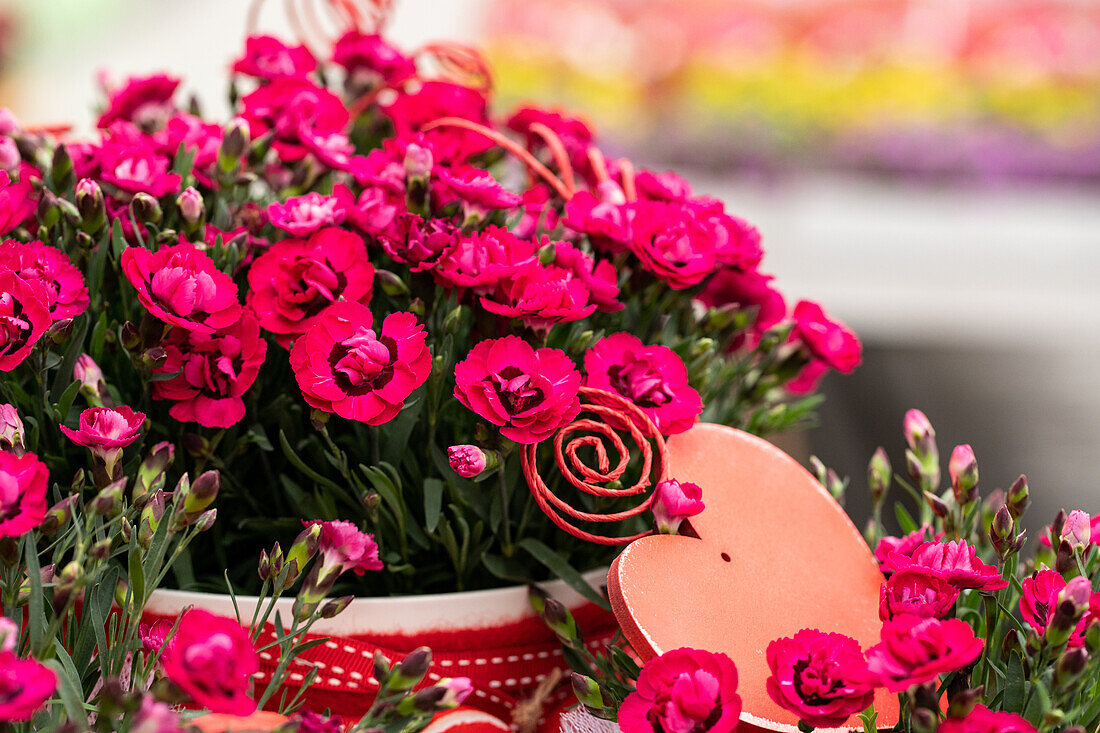 Dianthus cultivars Sel® ''Early Love''