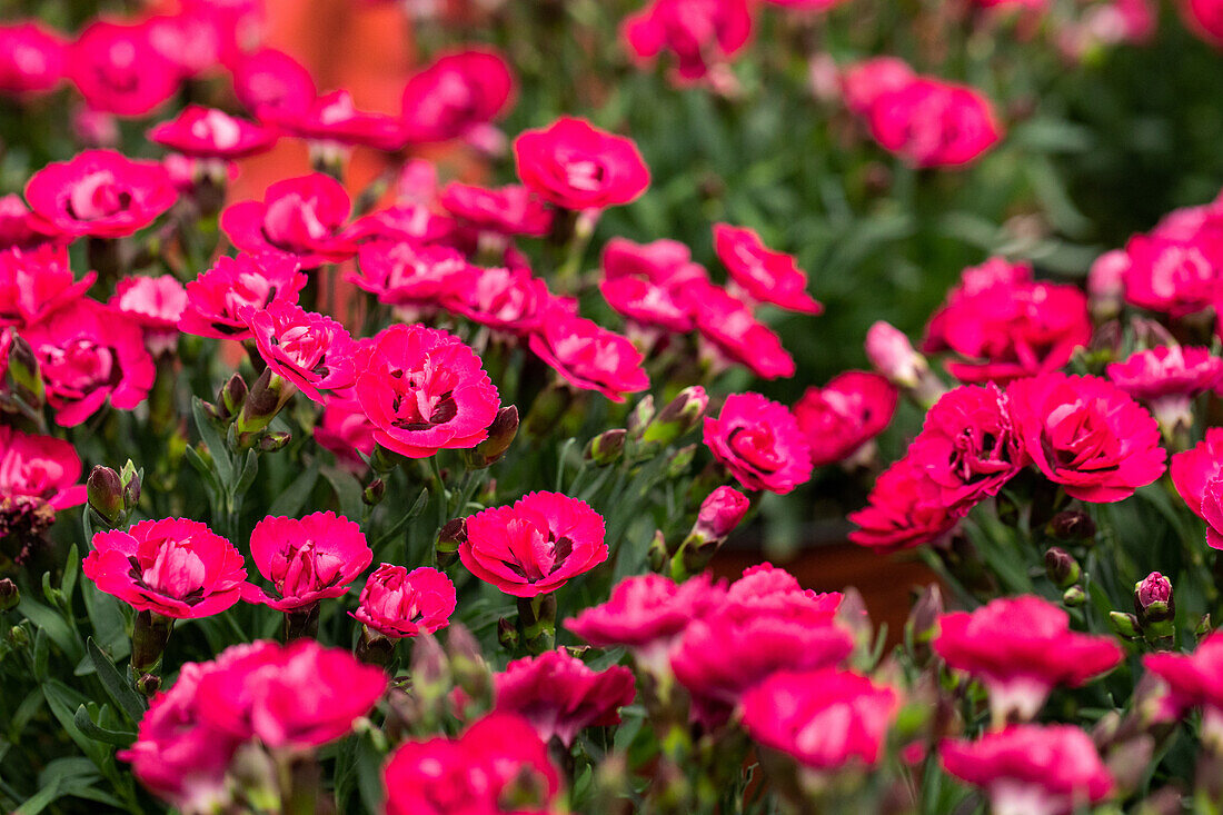 Dianthus cultivars Sel® ''Early Love''