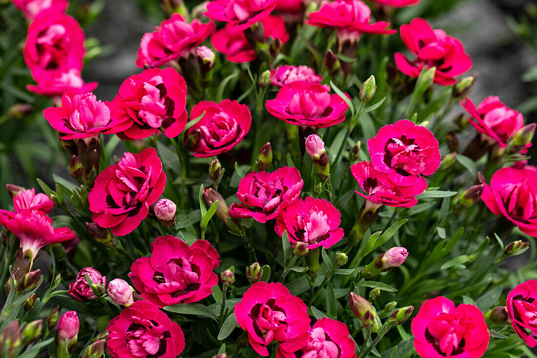 Dianthus cultivars Sel® ''Early Love''