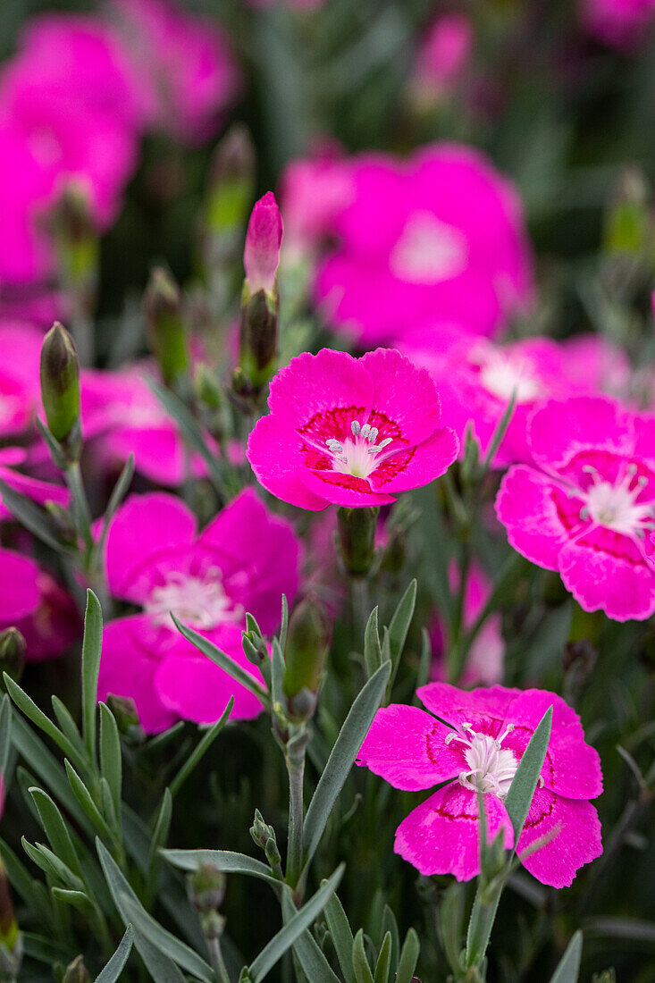 Dianthus cultivars Pillow Sel® ''DSS purple pink 077''