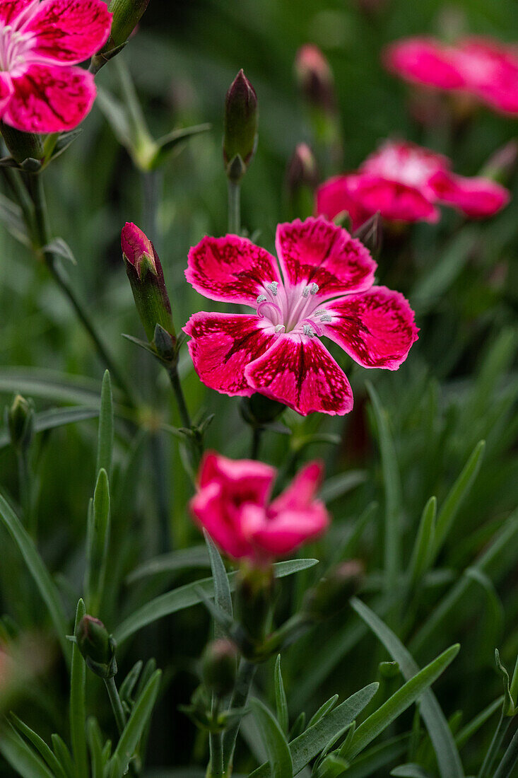 Dianthus cultivars Pillow Sel® ''DSS purple pink 80''