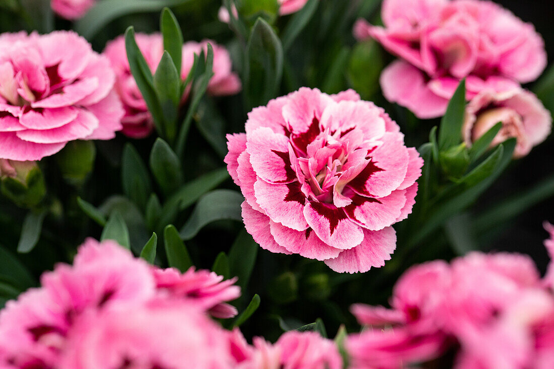 Dianthus caryophyllus 'Oscar® Pink and Purple'.