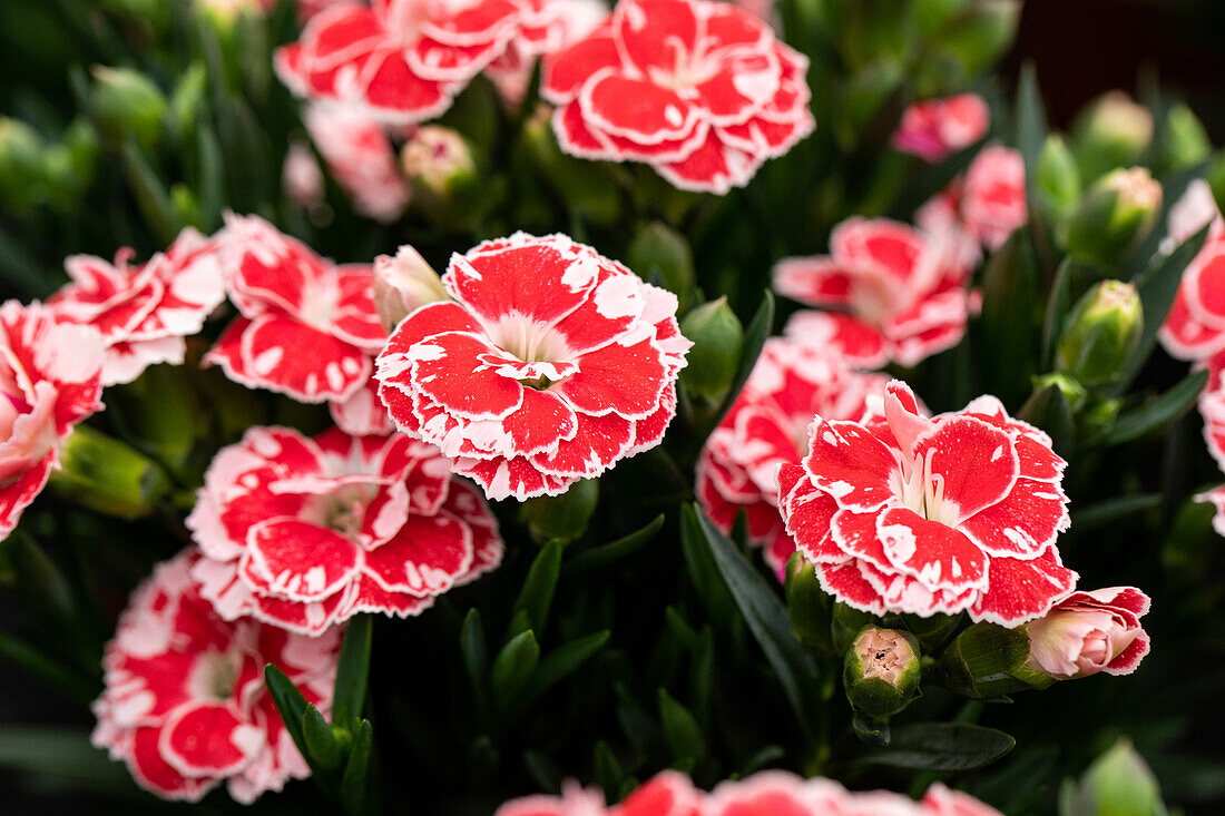 Dianthus caryophyllus Oscar® Sel® ''White and Red''