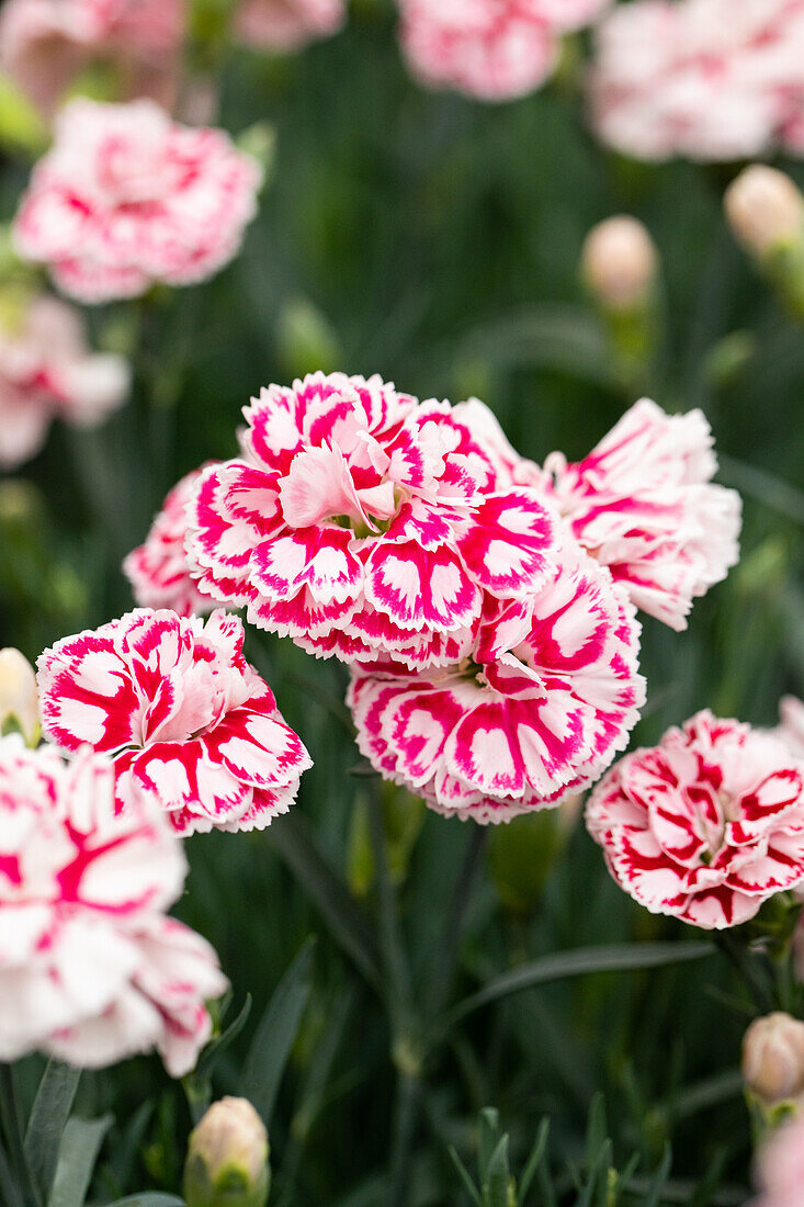 Dianthus caryophyllus Capitán® 'Diaz'