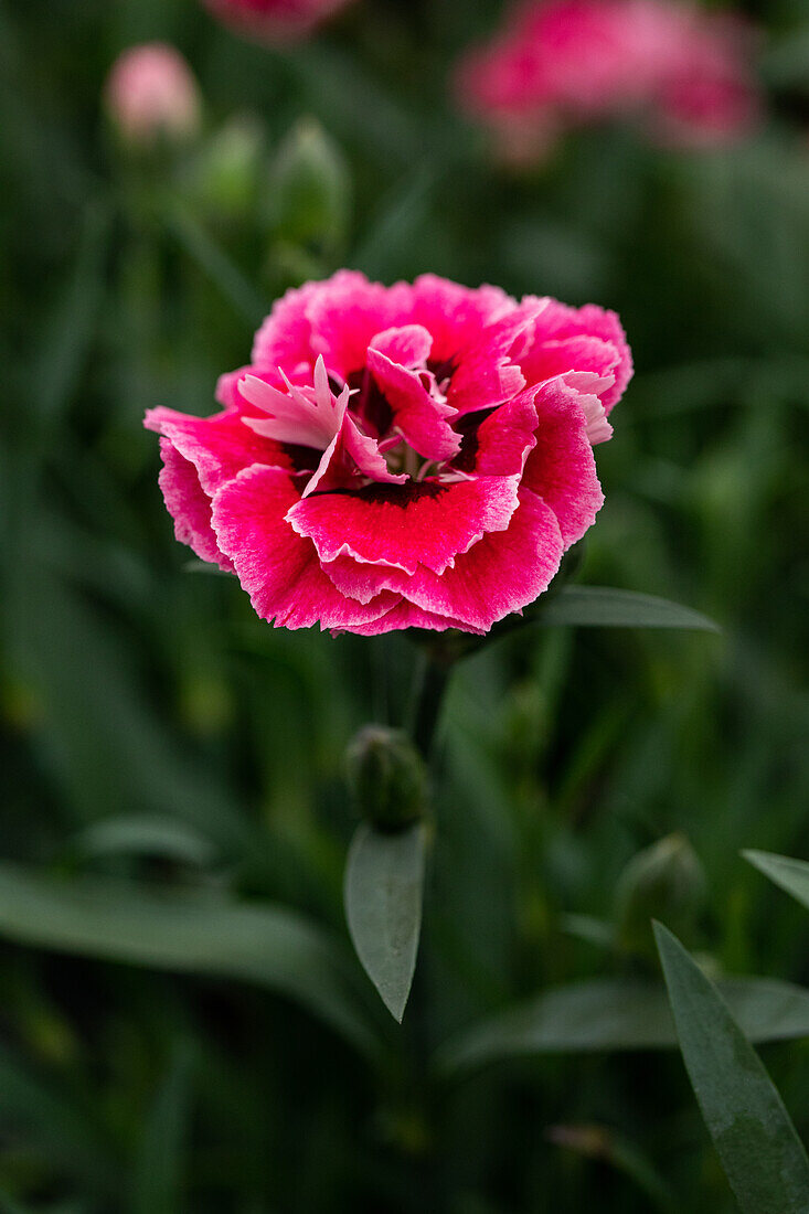 Dianthus caryophyllus Capitán® Sel® ''Cook''