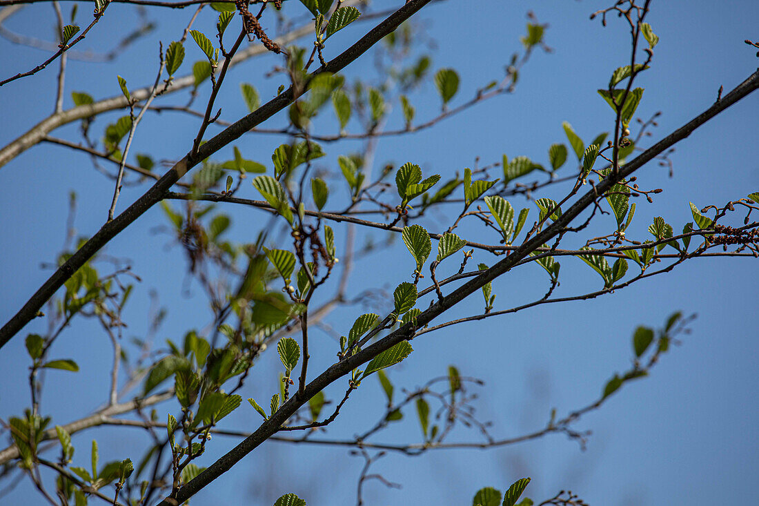 Alnus glutinosa