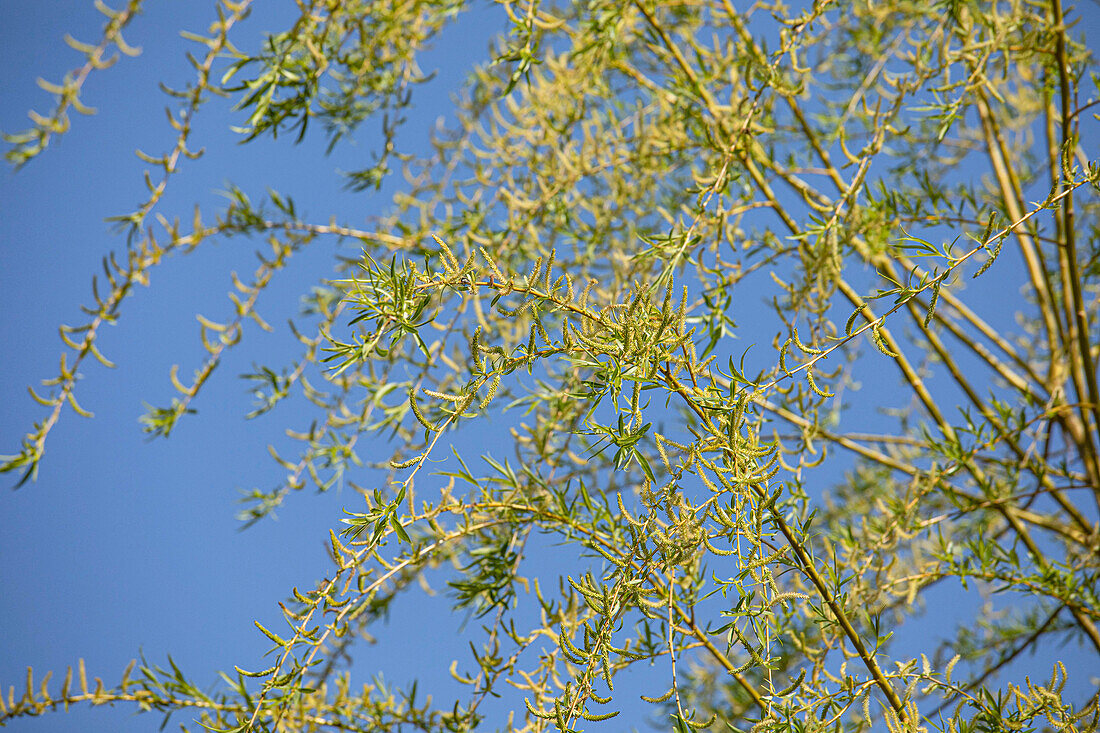 Salix alba 'Tristis'