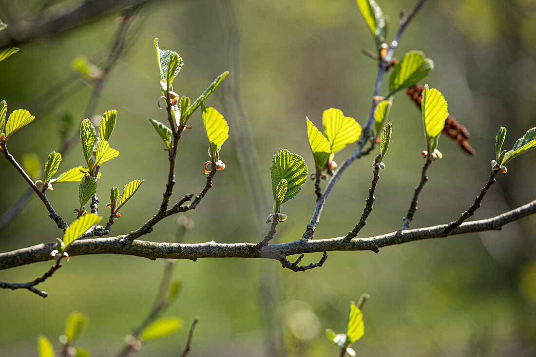 Alnus incana