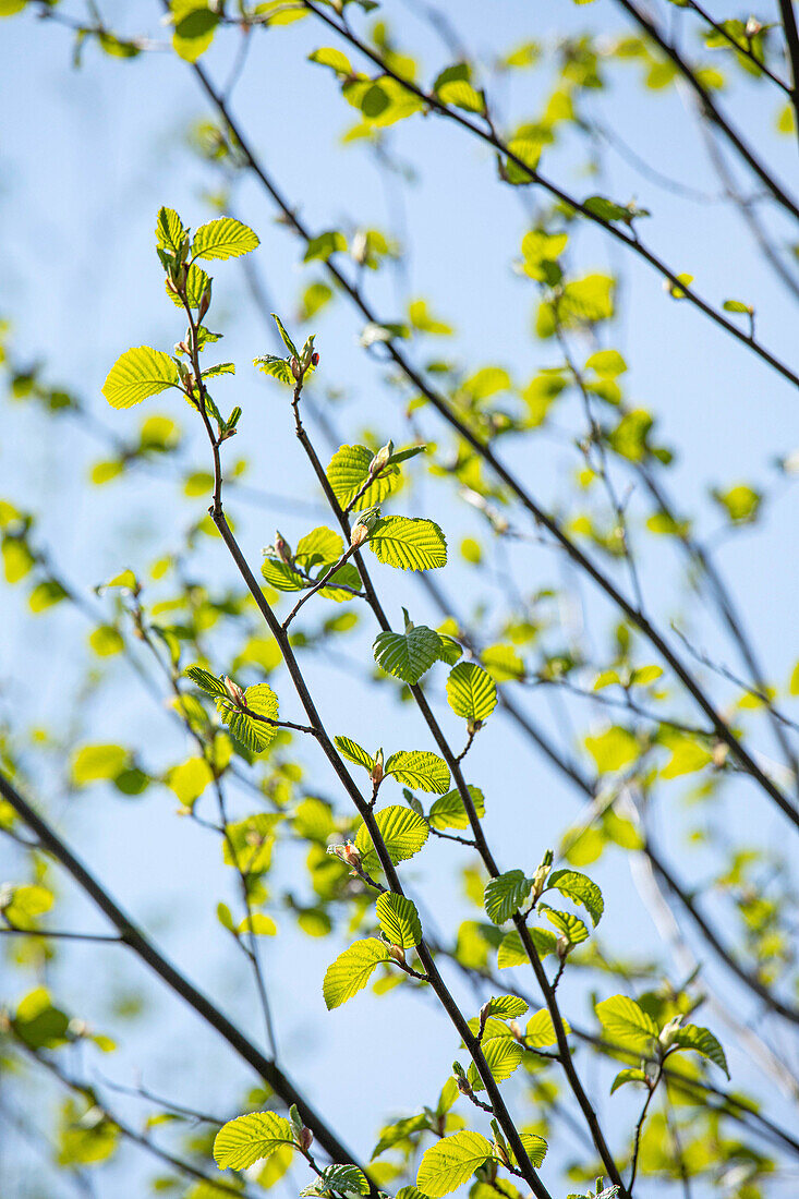 Alnus incana