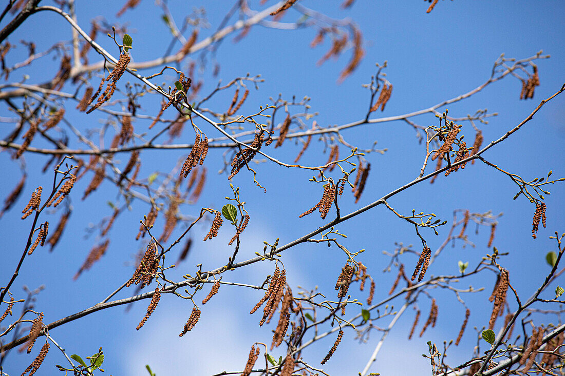 Alnus glutinosa