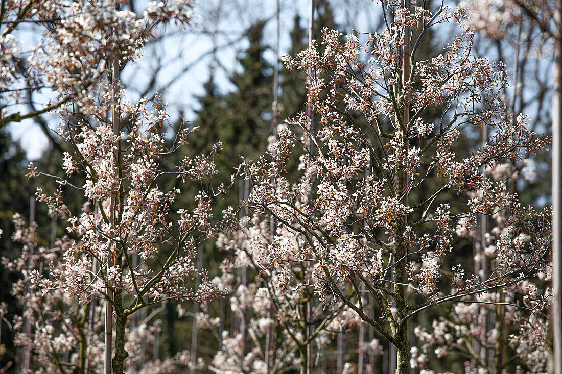 Amelanchier lamarckii