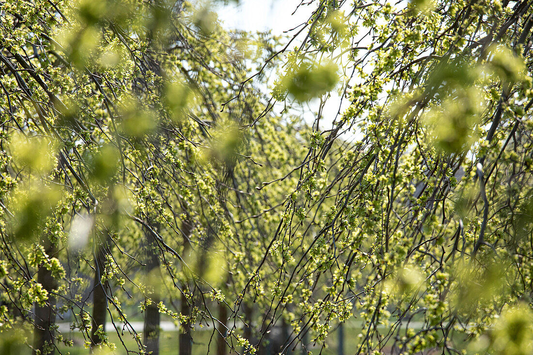 Ulmus glabra 'Pendula', specimen