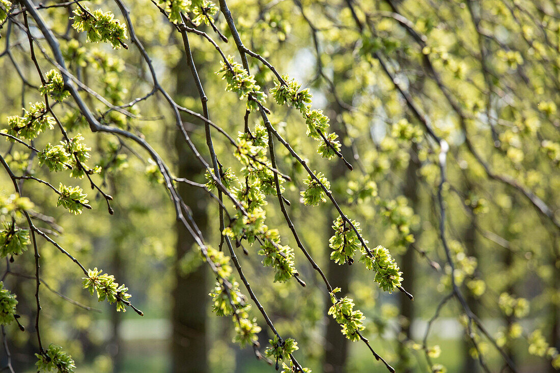 Ulmus glabra 'Pendula' specimen