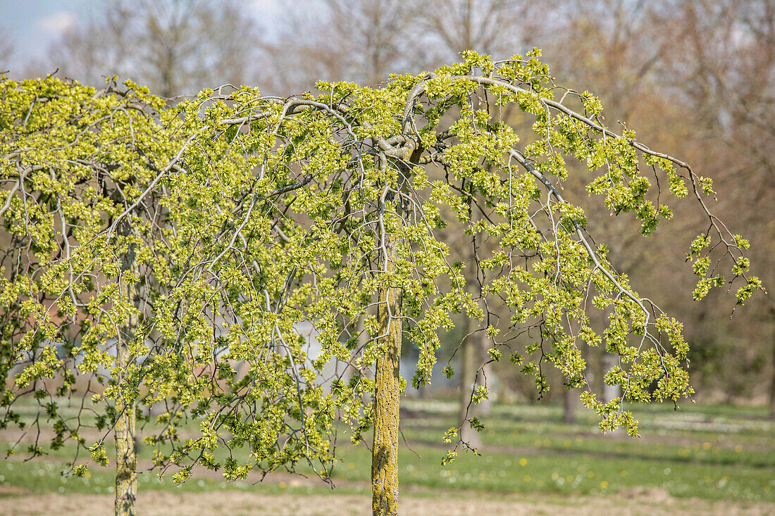 Ulmus glabra 'Pendula', Stamm