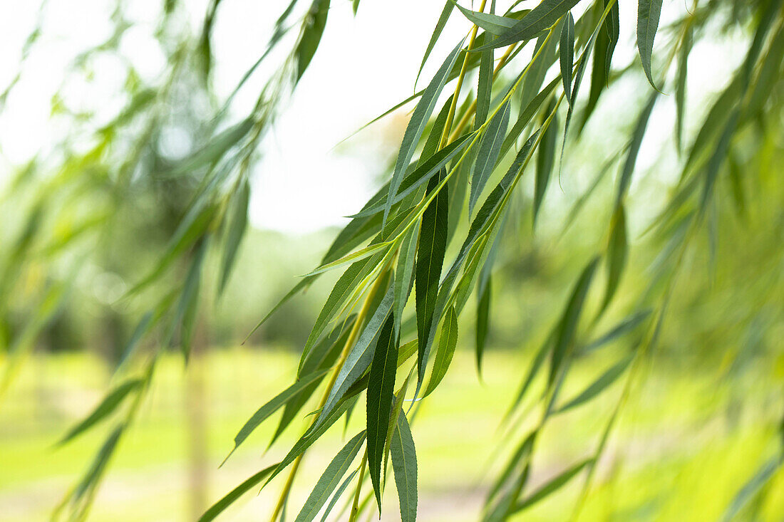 Salix alba 'Tristis'