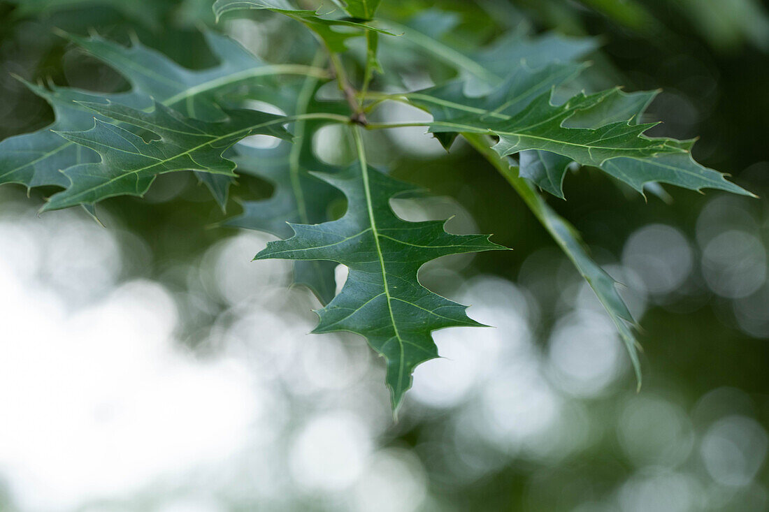 Quercus rubra