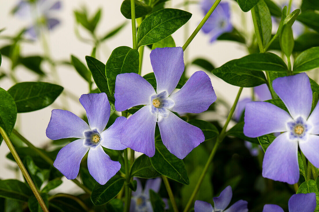 Vinca minor, blue