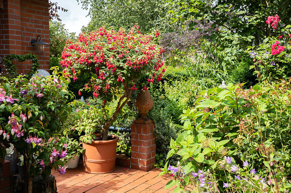 garden impression - fuchsia stem