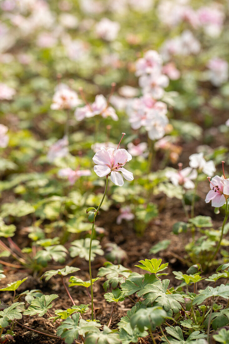 Geranium dalmaticum Album