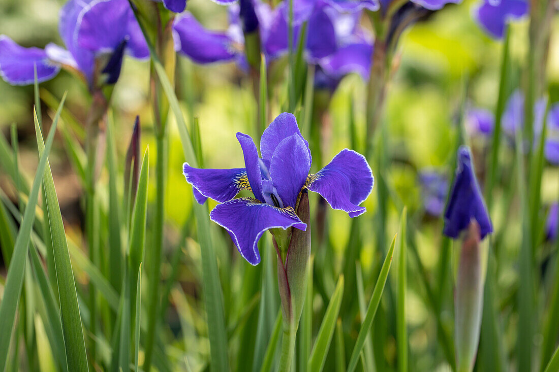 Iris sibirica Dear Delight