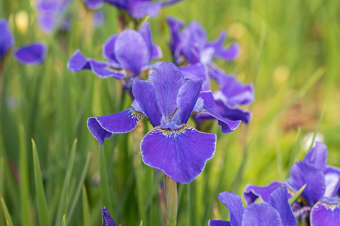 Iris sibirica 'Dear Delight'