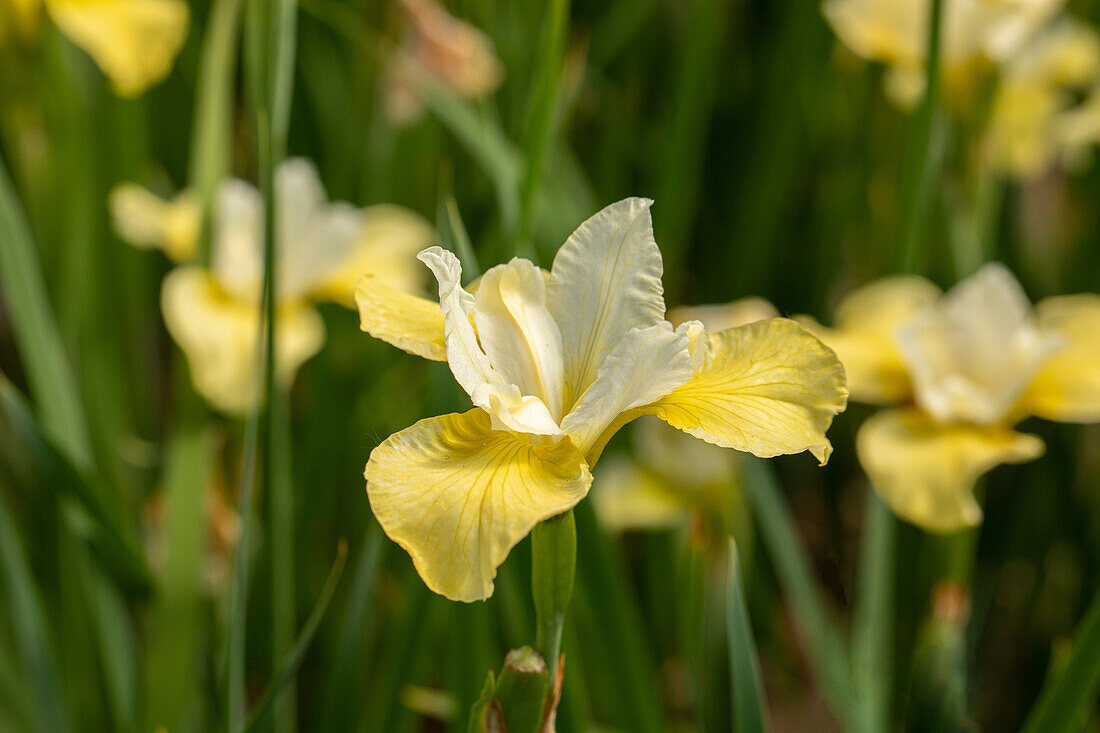 Iris sibirica 'Butter and Sugar'