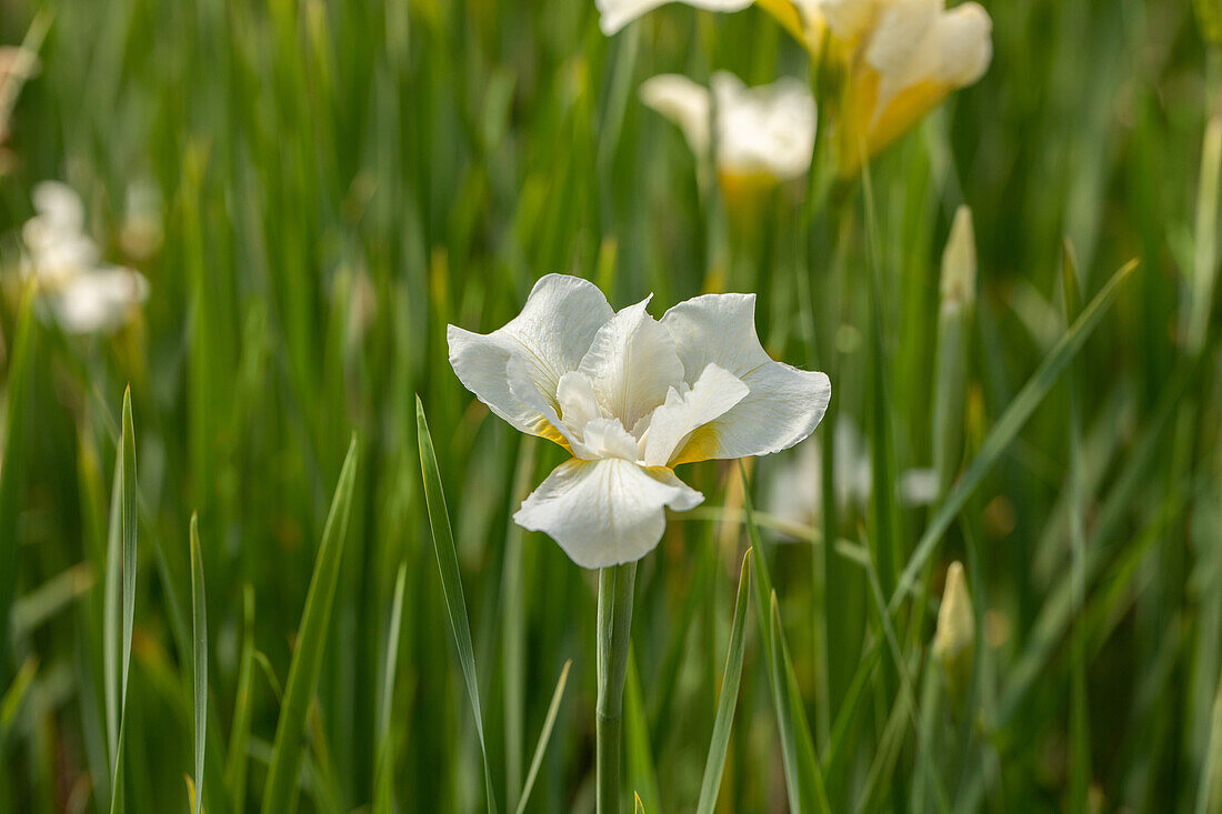 Iris sibirica White Horse