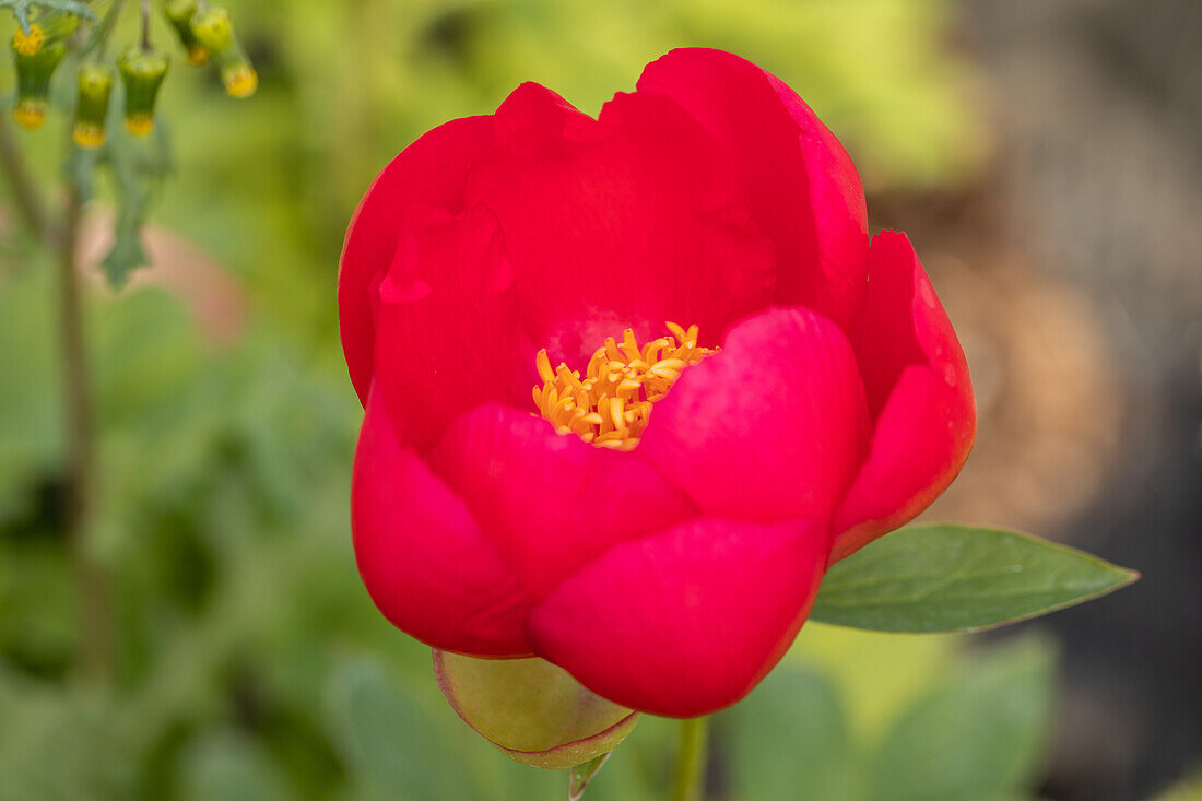 Paeonia lactiflora 'Flame'