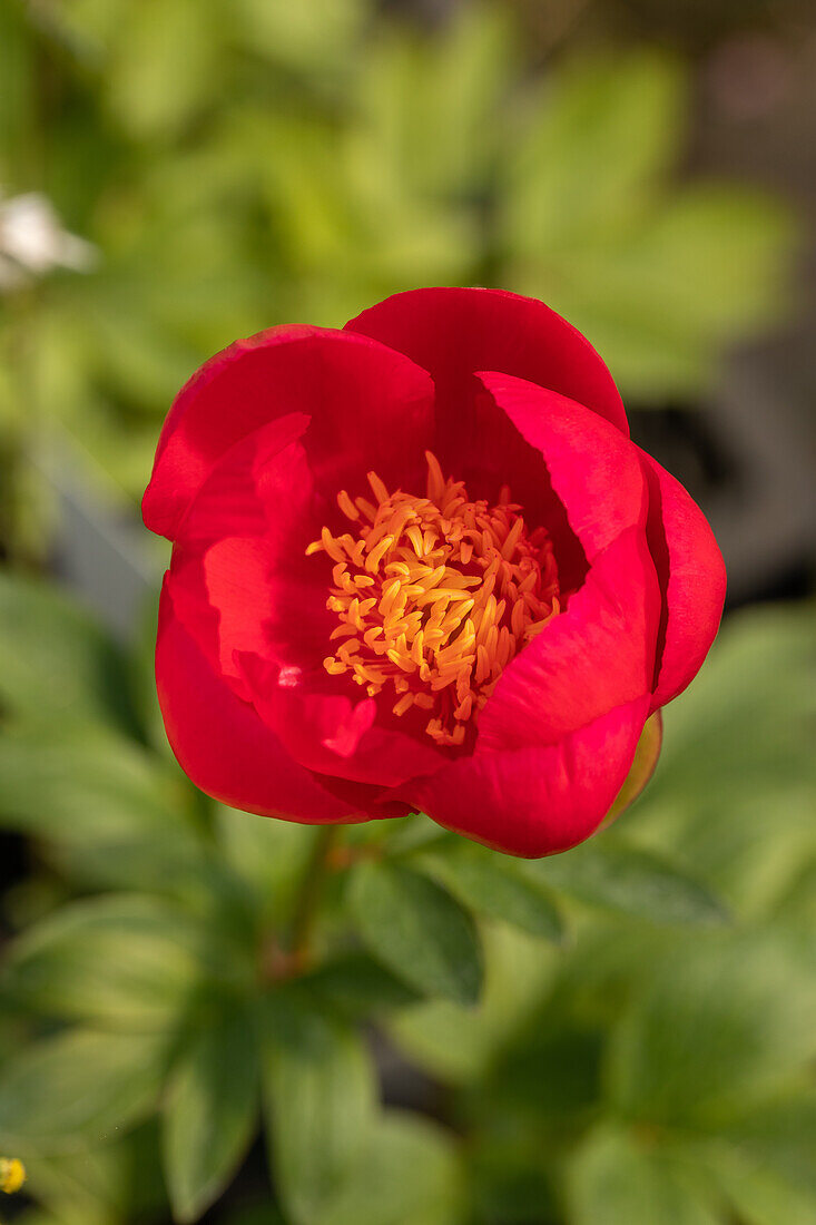 Paeonia lactiflora Flame