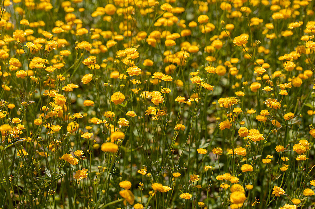 Ranunculus acris Multiplex