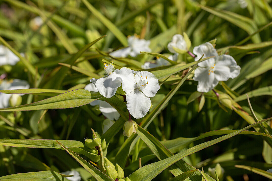 Tradescantia andersoniana 'Innocence'