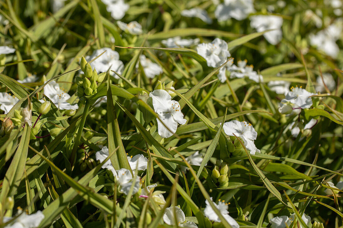 Tradescantia andersoniana Innocence