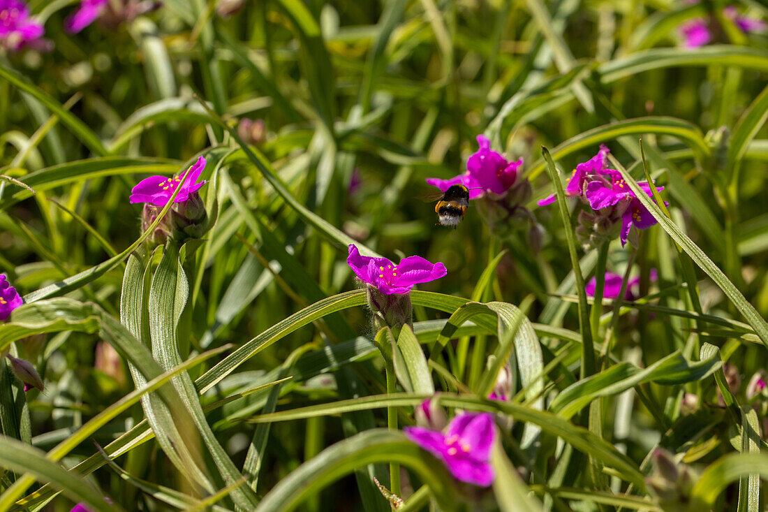 Tradescantia andersoniana, carmine red