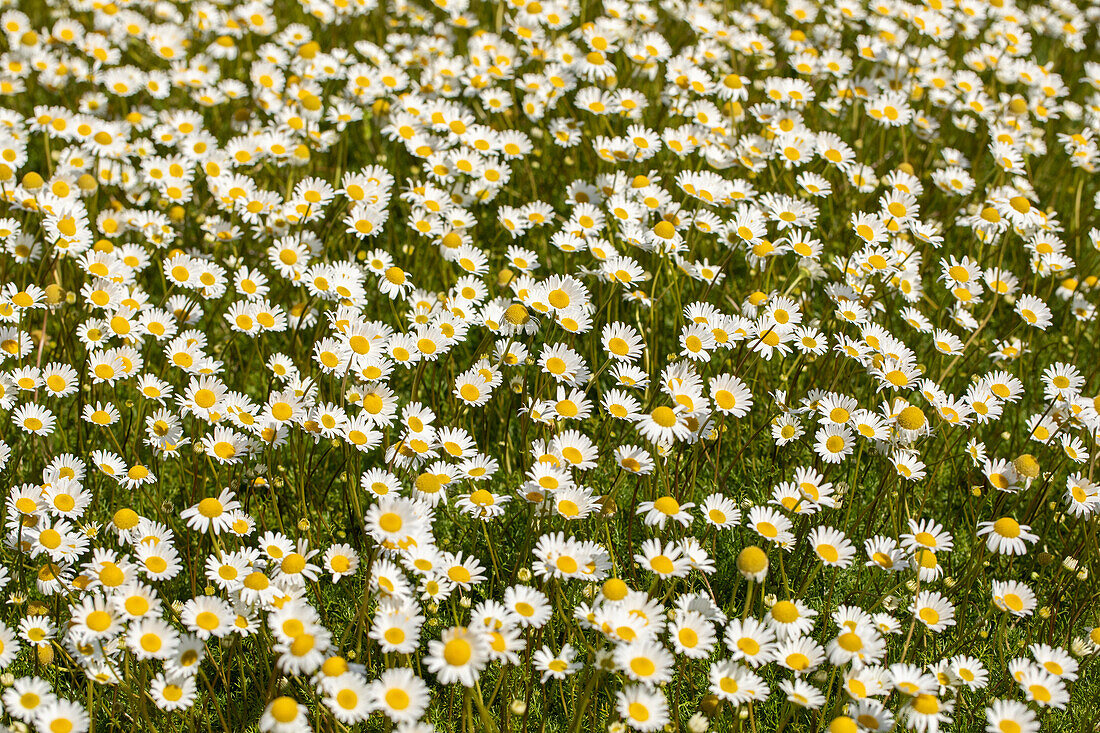 Matricaria caucasica