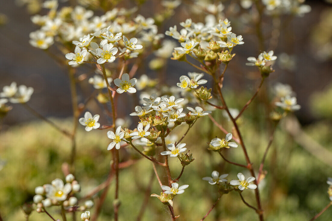 Saxifraga paniculata, white