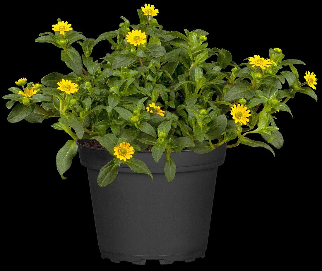 Sanvitalia procumbens