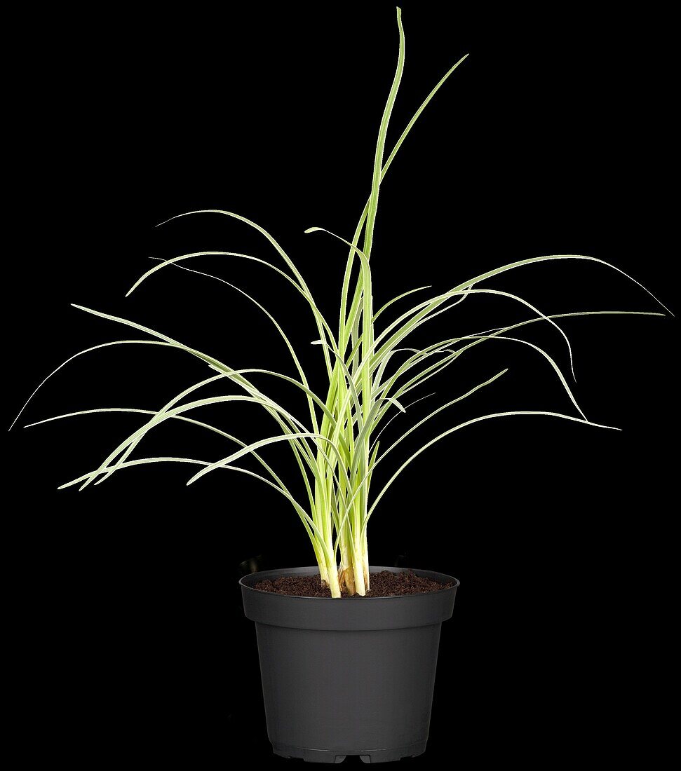 Cymbopogon citratus