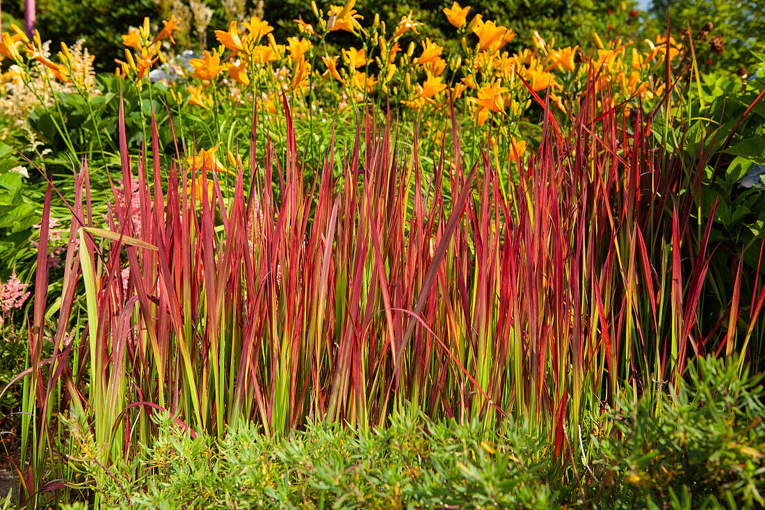 Imperata cylindrica 'Red Baron'