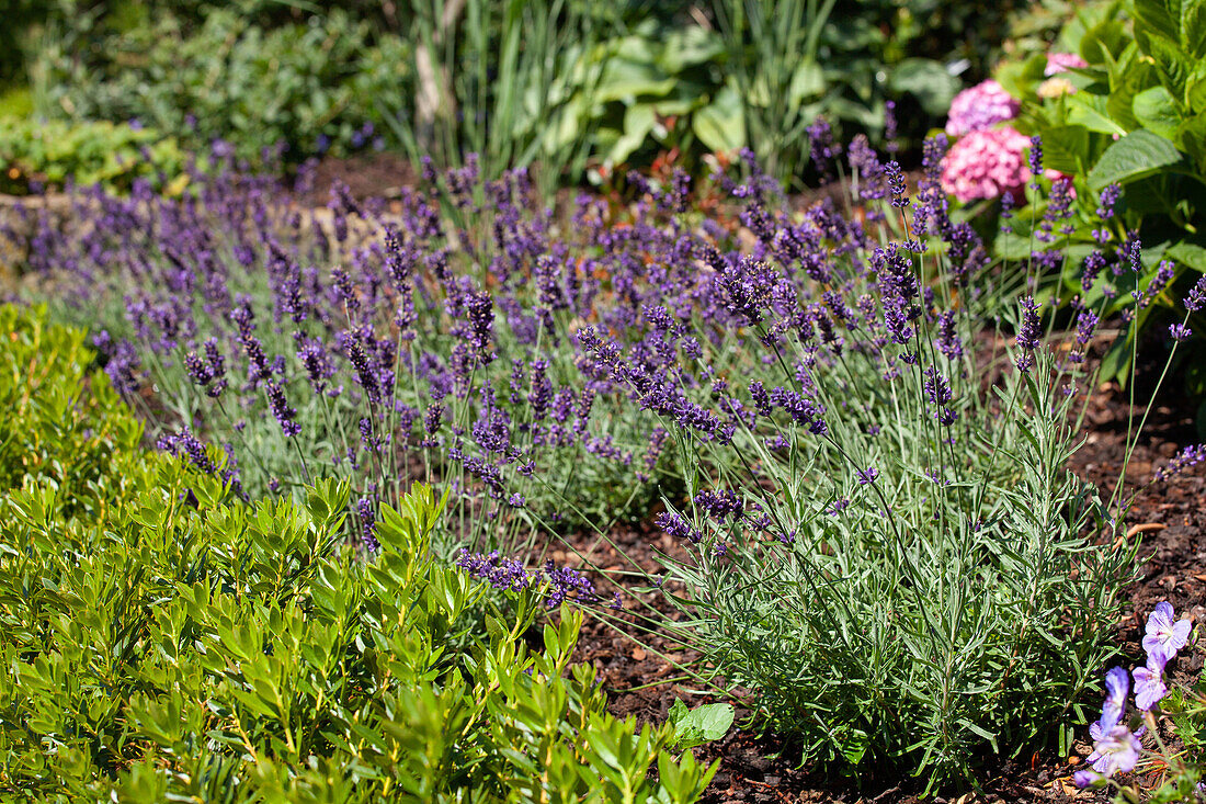 Lavandula (?)