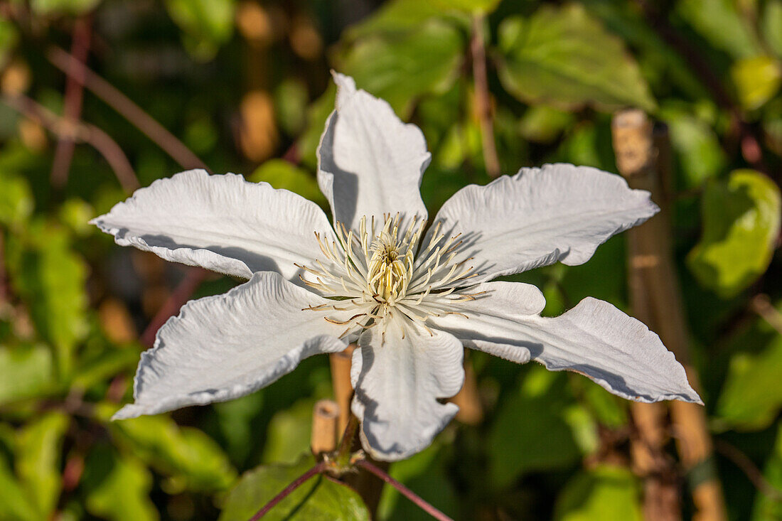 Clematis 'Destiny