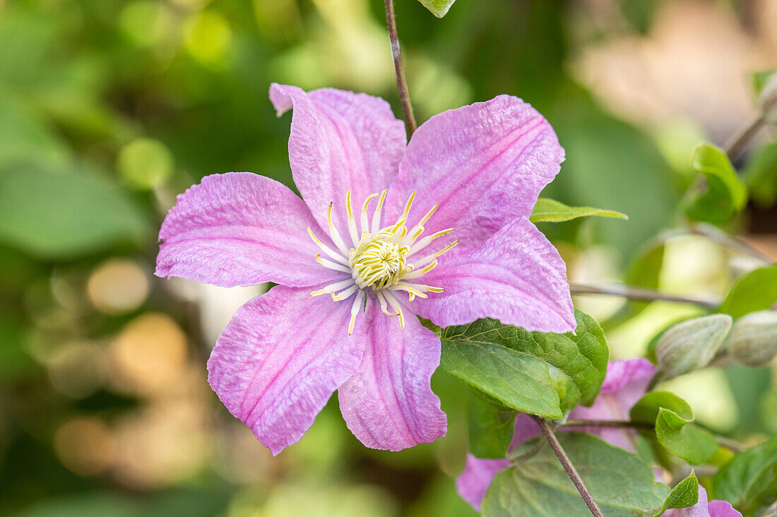 Clematis 'Comtesse de Bouchaud'