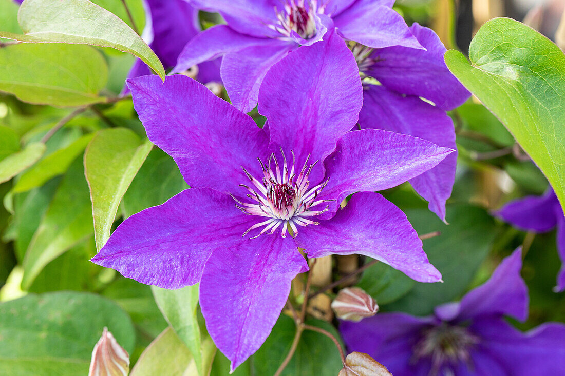 Clematis 'The President'®