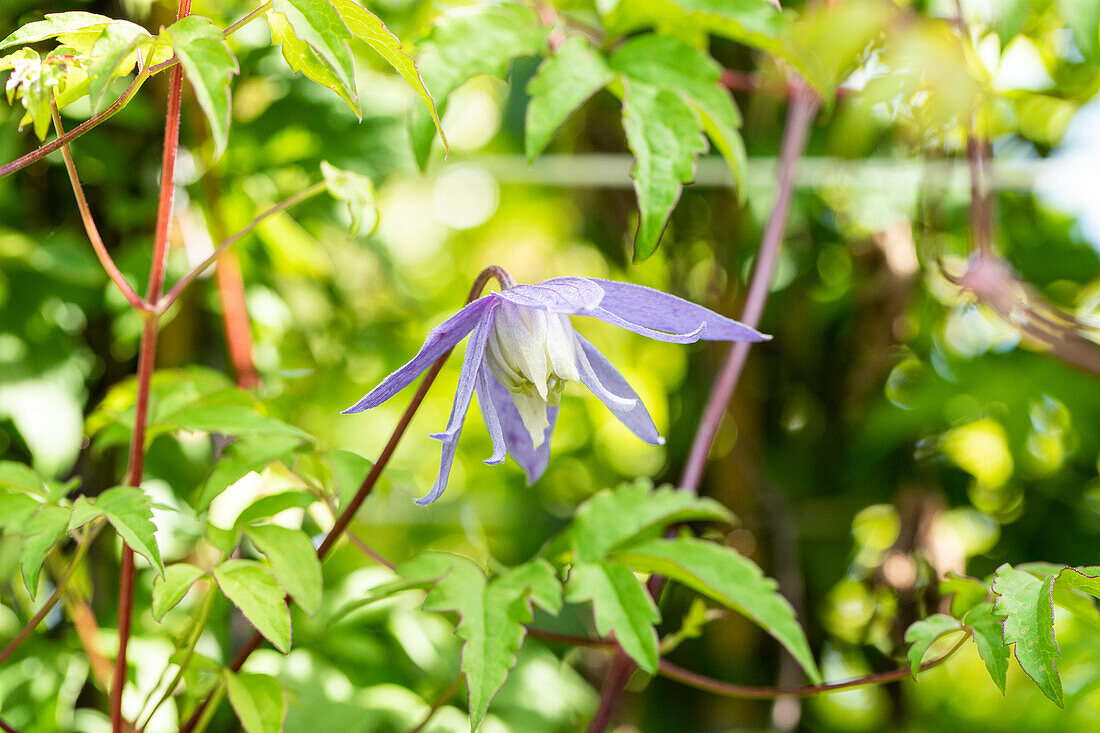 Clematis alpina