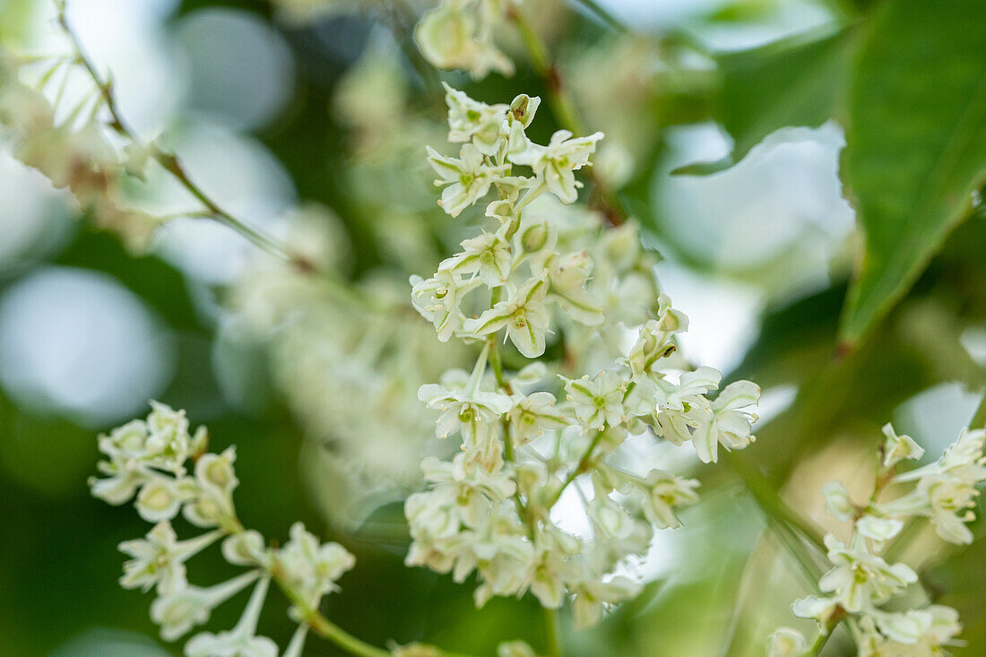 Fallopia aubertii